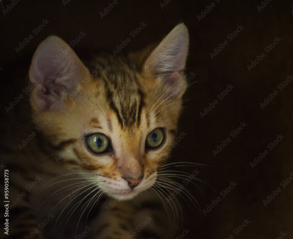 Bengal Kitten Bengal Kitten