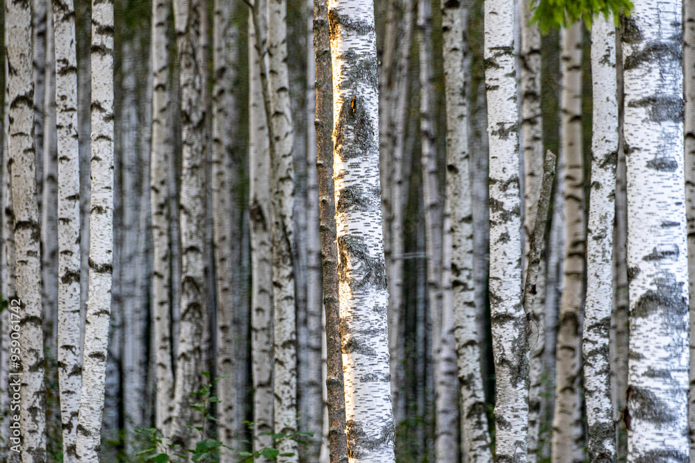 Obraz premium White Birch Forest in Summer, Betula pendula (Silver Birch). Dense forest. White birch trees in row.