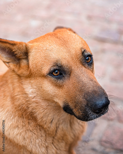 close up of a dog