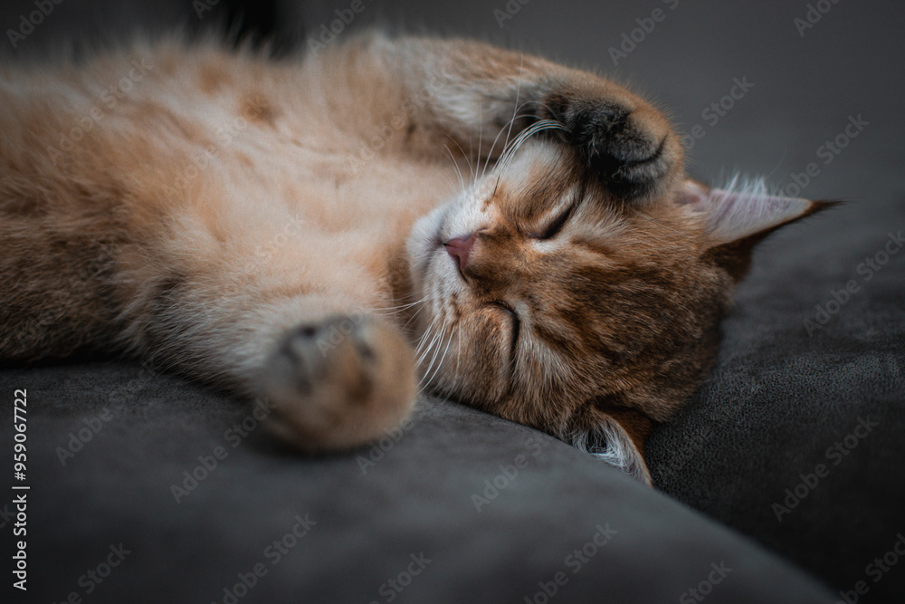 British Shorthair kitten British Shorthair kitten