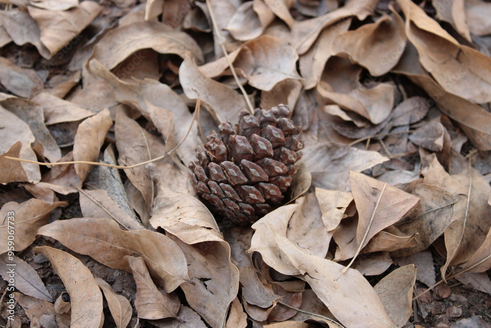 Pinecone laying in a bed of fallen leaves Pinecone laying in a bed of fallen leaves