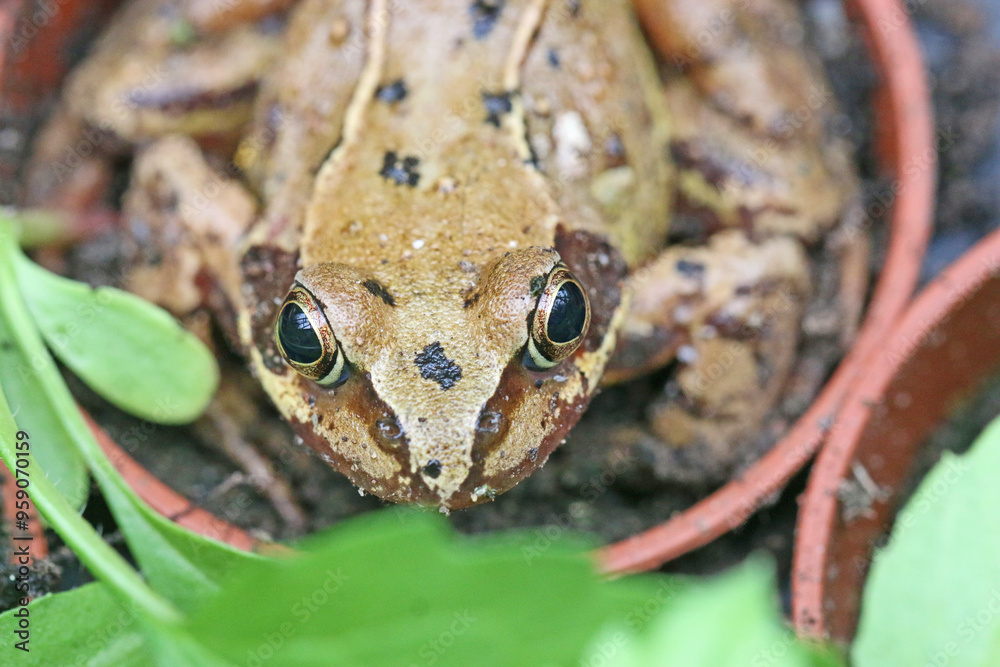 Fototapeta premium Toad in a flower pot