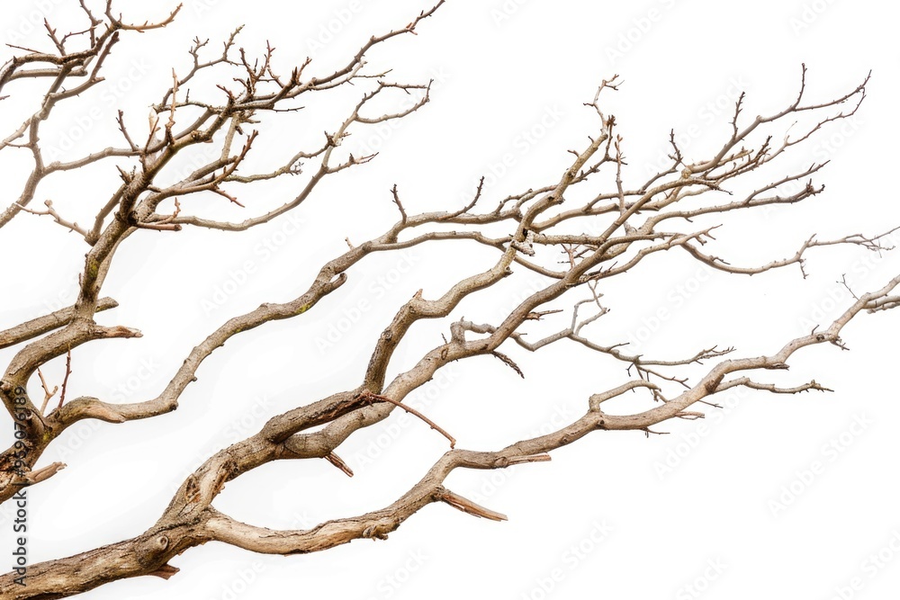 A single tree without leaves standing out against a white sky A single tree without leaves standing out against a white sky