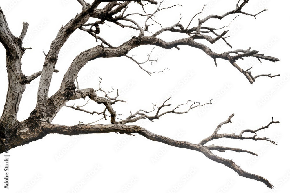 A monochrome image of a deceased tree's outline against a contrasting background A monochrome image of a deceased tree's outline against a contrasting background