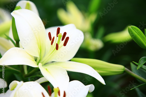 Longflower Lily or Easter Lily or White Trumpet Lily flowers blooming in the garden