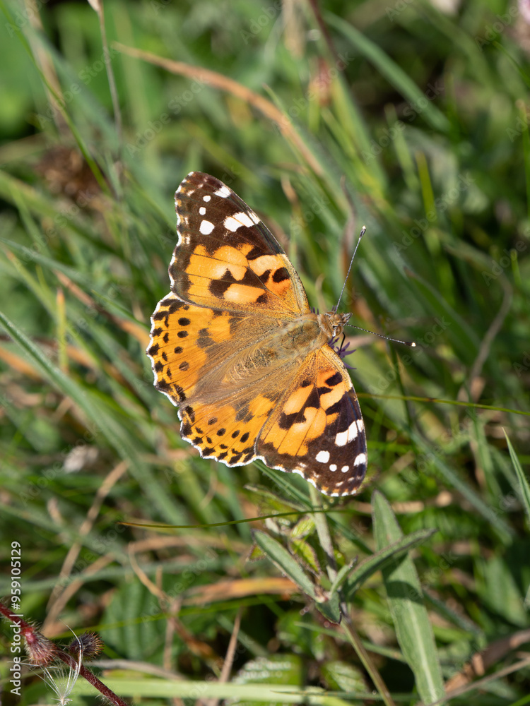 Obraz premium Painted Lady Butterfly Resting Wings Open