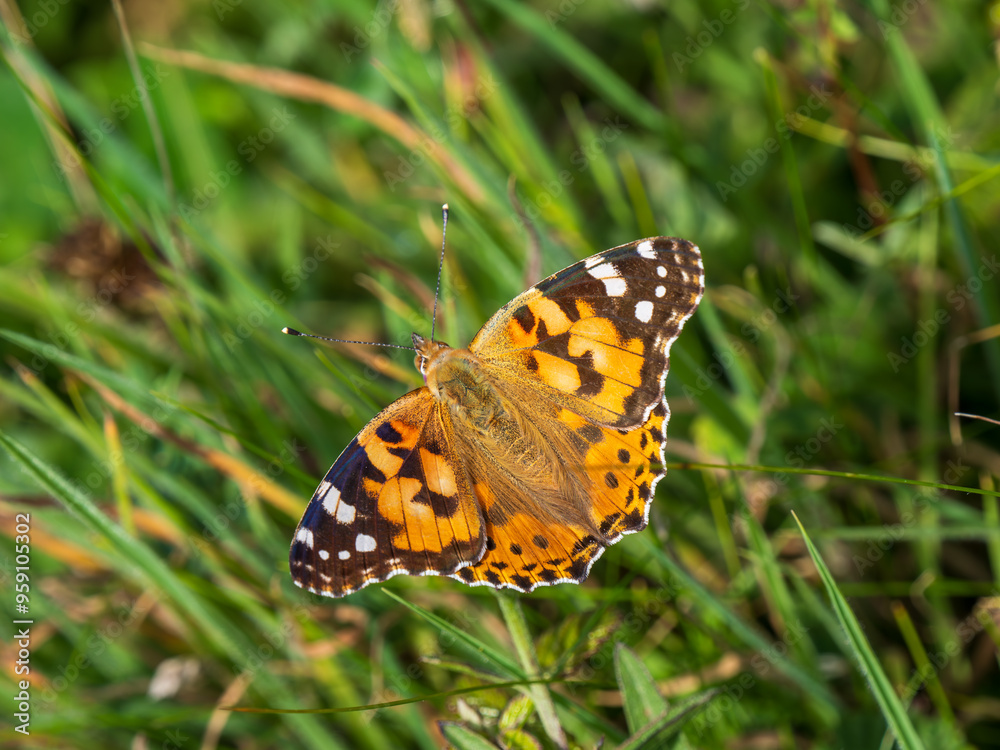 Painted Lady Butterfly Resting Wings Open Painted Lady Butterfly Resting Wings Open