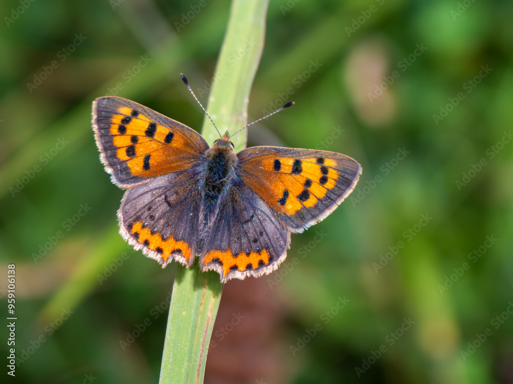 Small Copper Butterfly on a Grass Stem. Wings Open. Small Copper Butterfly on a Grass Stem. Wings Open.