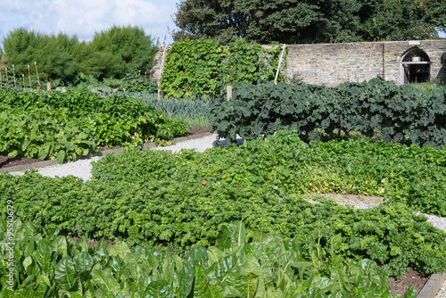 Kitchen Garden in Cornwall full of ready to pick vegetables photo