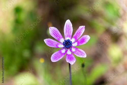 Flower of an African anemone (Anemone nemorosa) purple anemone flower in the forest. Close up of a beautiful purple flower in the forest. Shallow depth of field.