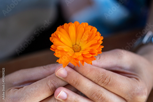 Orange flower in a woman's hand. Calendula officinalis. Close up of a calendula flower in a woman's hand