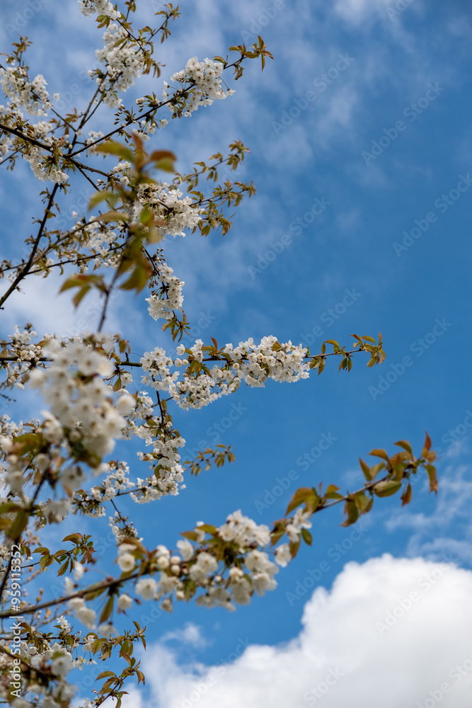 Cherry Blossoms in Full Bloom Against a Clear Spring Sky Cherry Blossoms in Full Bloom Against a Clear Spring Sky