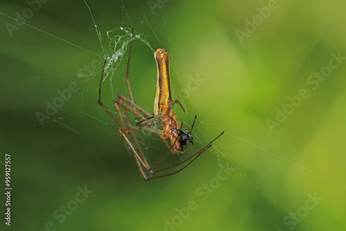 natural tetragnatha extensa spider macro photo