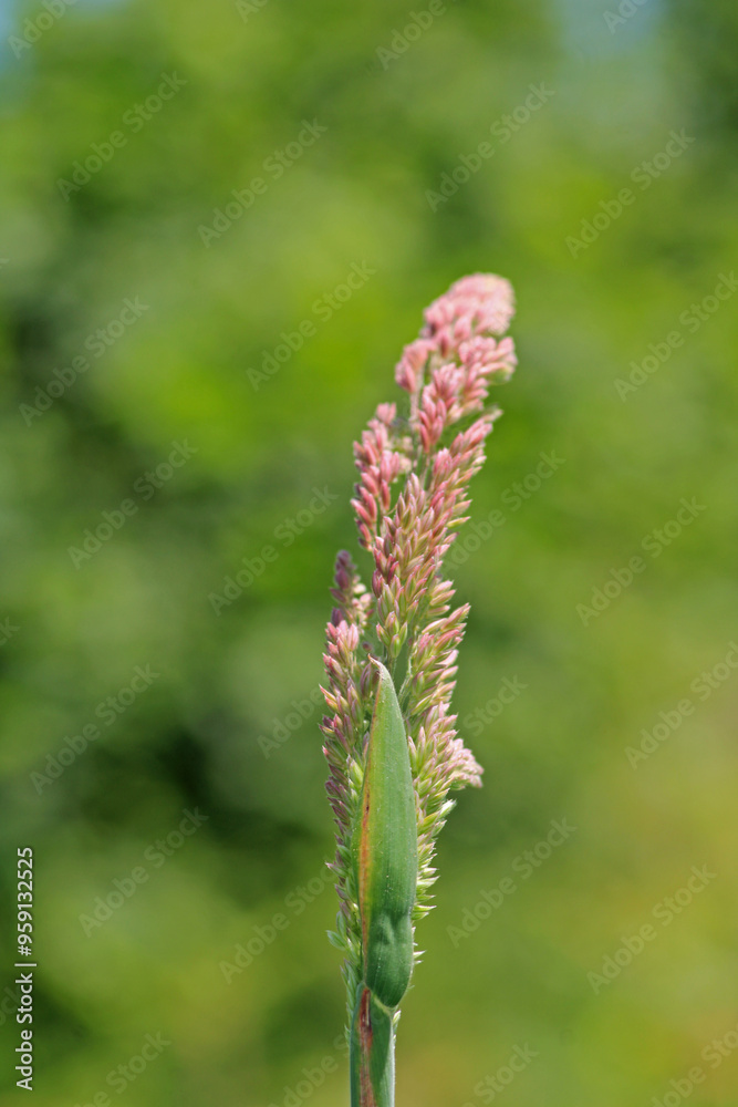 greater quaking grass plant macro photo greater quaking grass plant macro photo