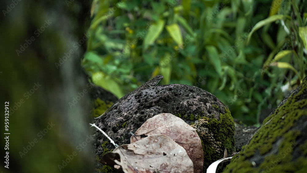 Obraz premium Lizard on rock