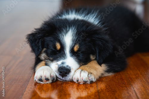 tricolor black and white australian shepherd puppy