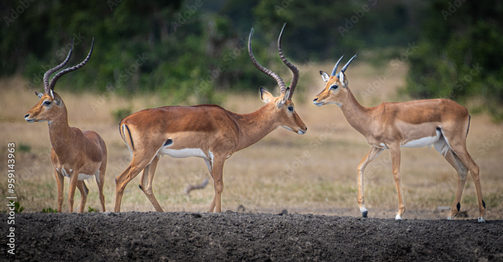 Naklejka premium A trio of Impala roaming the plains