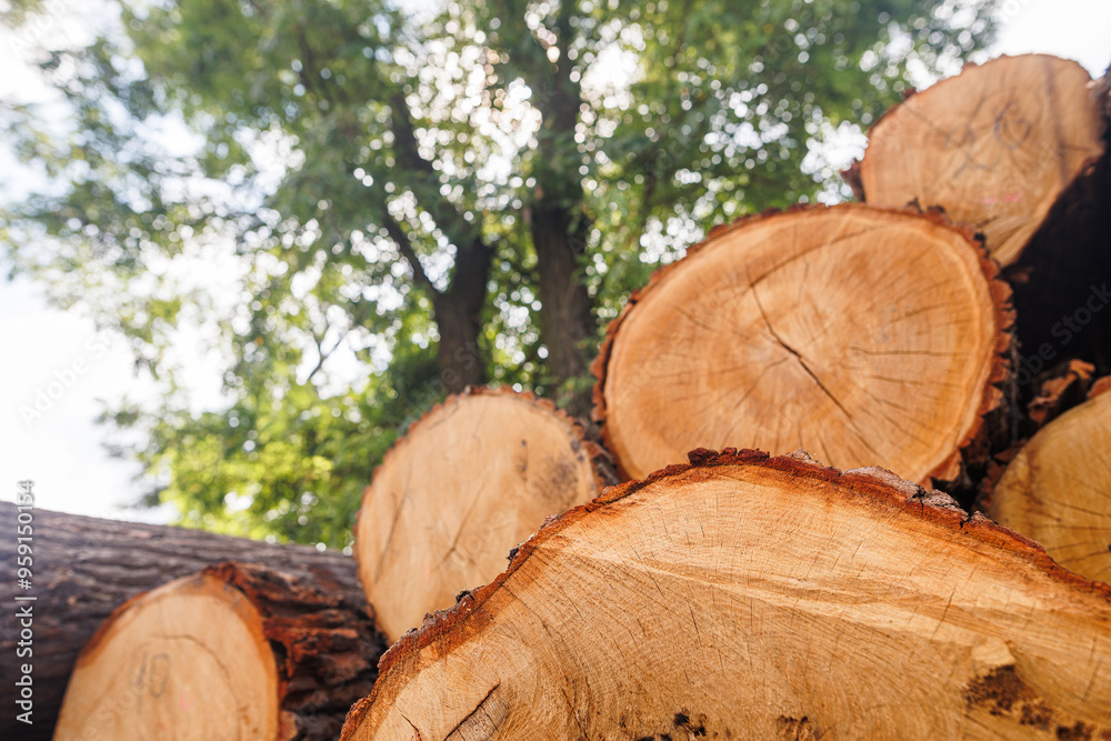 Close-up of a freshly cut tree stump showing detailed wood grain and cracks, with a blurred background of green trees and sky. Close-up of a freshly cut tree stump showing detailed wood grain and cracks, with a blurred background of green trees and sky.