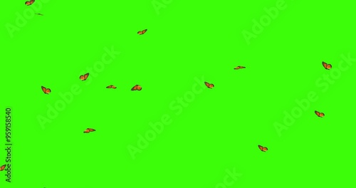 3D beautiful Group of butterflies flying on a green screen background, environment nature animation element, 4k Colorful Butterflies Flying On Green Screen Matte Background Animation Stock Footage