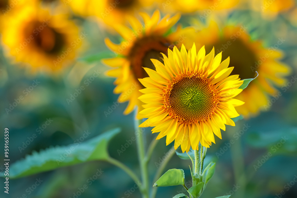 Field of Yellow Sunflowers Background Field of Yellow Sunflowers Background
