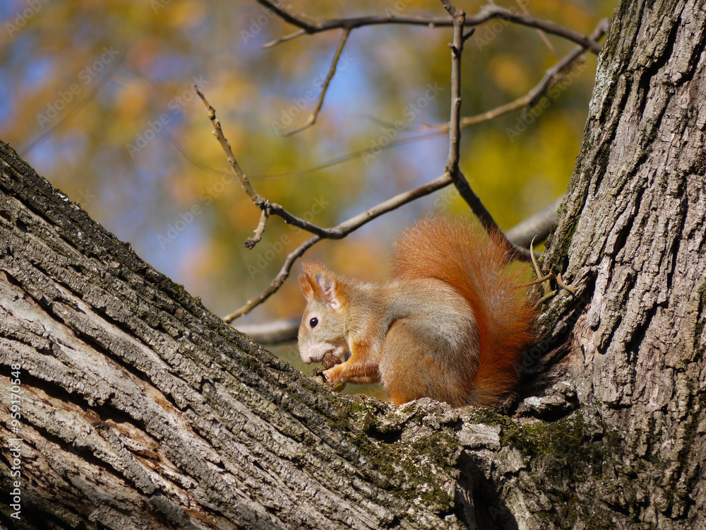 Close-up squirrel sits on a tree branch and eats a nut in the park in autumn Close-up squirrel sits on a tree branch and eats a nut in the park in autumn