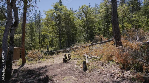 Logging Tree Felling Cutting and Falling
