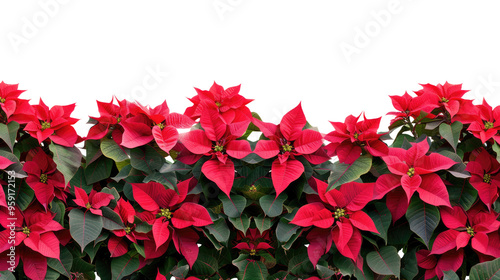 Red Poinsettia Flowers Border Isolated on Transparent Background