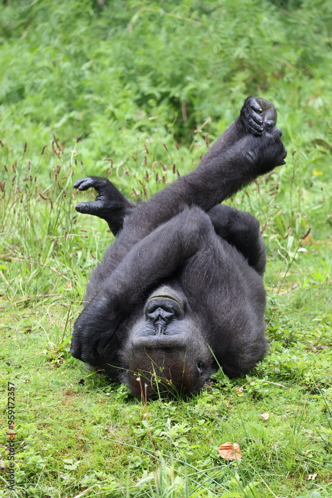 Western Lowland Gorilla in natural habitat