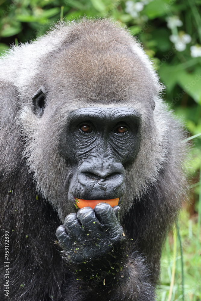 Western Lowland Gorilla in natural habitat Western Lowland Gorilla in natural habitat