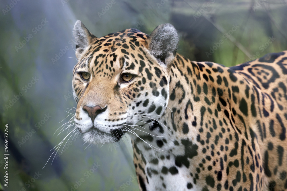 Obraz premium portrait of Jaguar (Panthera Onca) animal