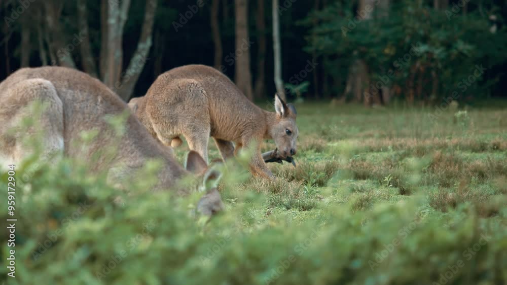 Kangaroo family relaxing together. Wild life and Tourism Australia. Kangaroo family relaxing together. Wild life and Tourism Australia.