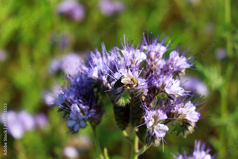 Blooming phacelia looks very attractive; its pale blue flowers form fluffy umbrellas. Their scent attracts insects and bees. Blooming phacelia looks very attractive; its pale blue flowers form fluffy umbrellas. Their scent attracts insects and bees.