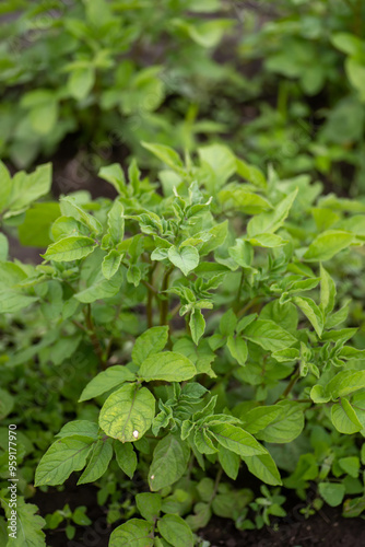 Young potato bushes on bed. Young potato plant growing on soil. Healthy young potato plant in organic garden