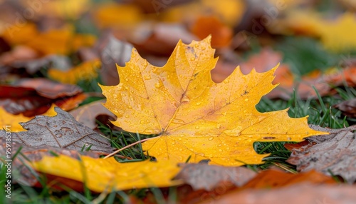 Serene maple tree gracefully resting on lush green grass, creating a peaceful natural scene