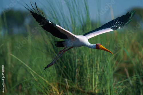 Yellow-billed stork seen along the Chobe river, Botswana photo