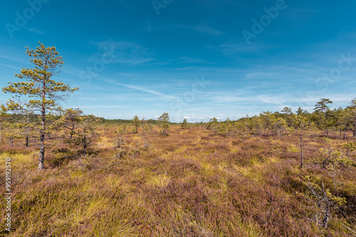 Niedraju - Pilkas bog in Latvia on sunny summer day