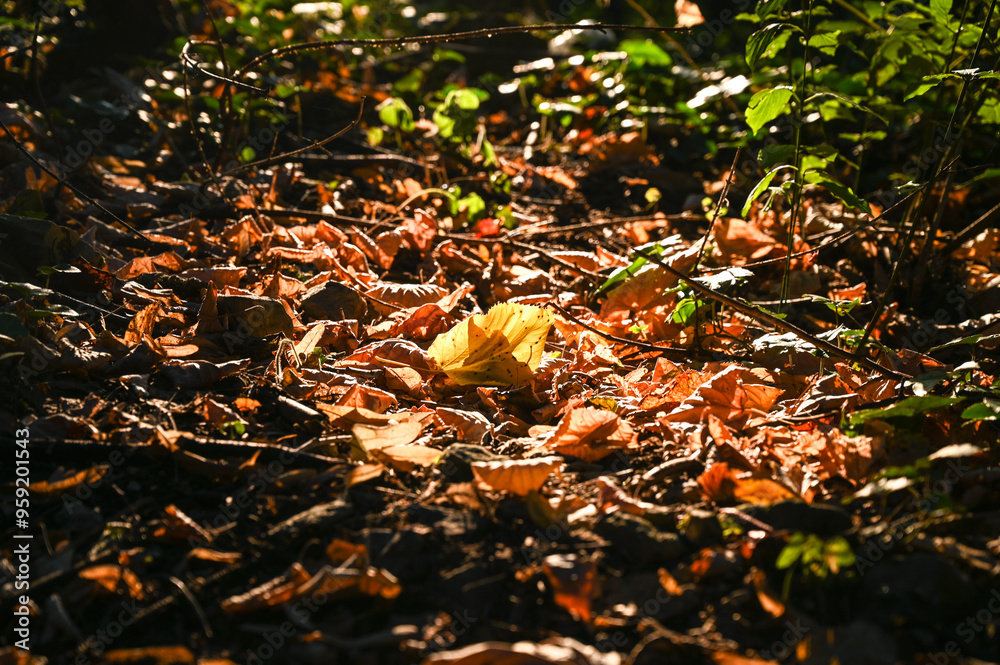 Yellowed leaves on the forest floor. Autumn on the mountain. Yellowed leaves on the forest floor. Autumn on the mountain.