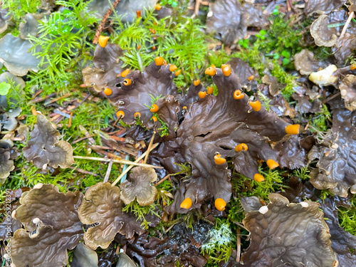 Forest Fungi 04 photo