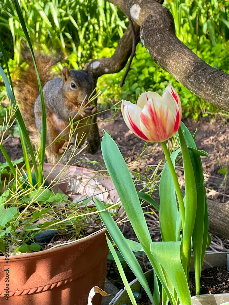 Obraz premium Tulip and Squirrel 03
