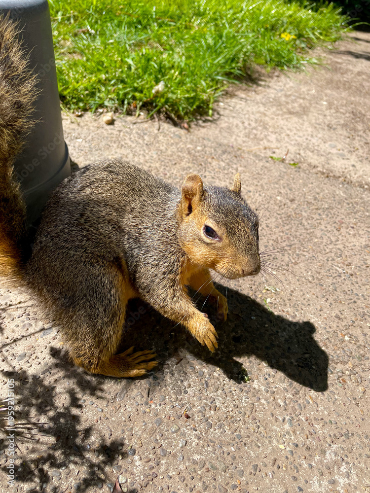 Squirrel on Sidewalk 03 Squirrel on Sidewalk 03