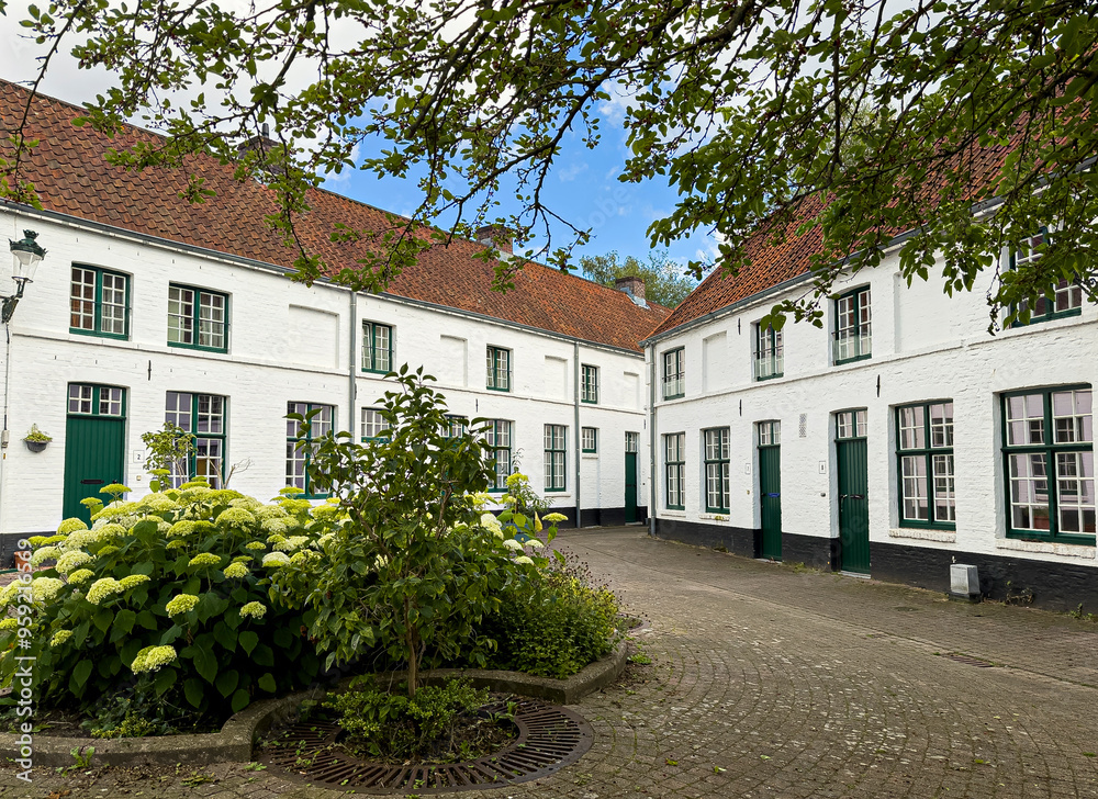 Obraz premium Brugge, Flanders, Belgium - June 22, 2024: White facades and red roofs of historic residential houses around courtyard of Wevershof with flowering plants and tree foliage