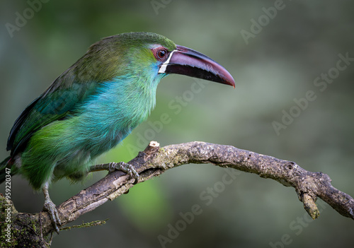 Birds of Colombia - Tucancito Culirrojo - Crimson-rumped Toucaned - Aulacorhynchus haematopygus photo