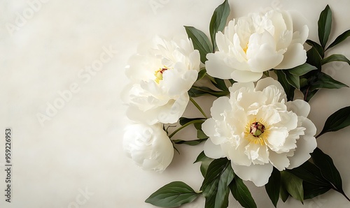 White Peonies with Green Leaves on a White Background