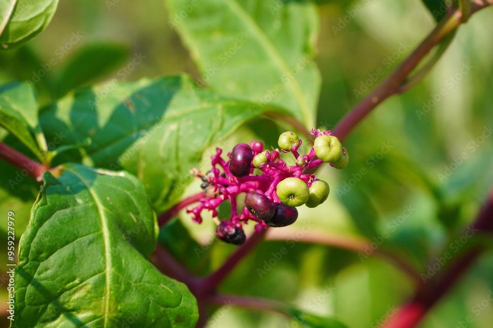 Obraz premium Phytolacca americana, also known as American pokeweed is a poisonous, herbaceous perennial plant.