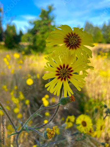 Tarweed Yellow Flower 01 photo