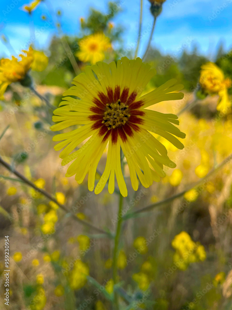 Fotografie Tarweed Yellow Flower 03