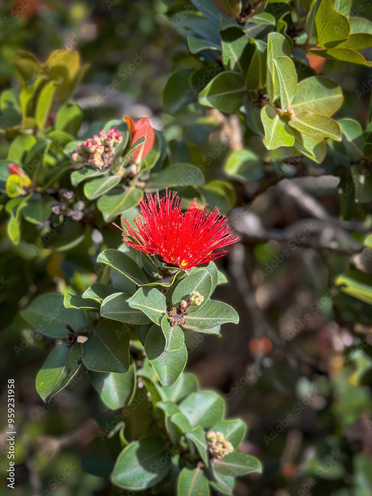 Red flower of blooming metrosideros polymorpha tree or Ohia Lehua on the Hawaiian island Kauai in sunlight