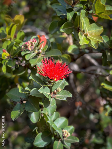 Red flower of blooming metrosideros polymorpha tree or Ohia Lehua on the Hawaiian island Kauai in sunlight photo