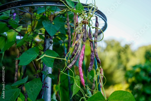 close-up image of bush beans during late summer in the garden ( Phaseolus vulgaris var. vulgaris) hanging on an upcyceld bicyle rim photo