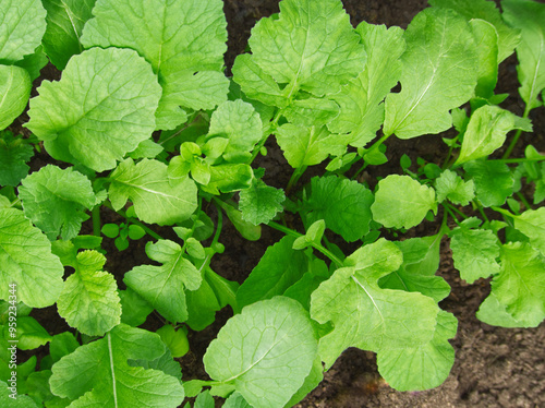 Green leaves of radish. Radish growing on seedbed in garden. Radish green leaf background. Natural green leaves texture. Self sustainability concept. Catch or forage crop. Green leaves cover. 
